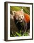 The Red Panda, Firefox or Lesser Panda-Micha Klootwijk-Framed Photographic Print