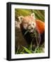 The Red Panda, Firefox or Lesser Panda-Micha Klootwijk-Framed Photographic Print