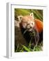 The Red Panda, Firefox or Lesser Panda-Micha Klootwijk-Framed Photographic Print