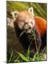 The Red Panda, Firefox or Lesser Panda-Micha Klootwijk-Mounted Photographic Print