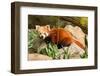 The Red Panda, Firefox or Lesser Panda-Micha Klootwijk-Framed Photographic Print