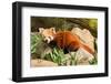 The Red Panda, Firefox or Lesser Panda-Micha Klootwijk-Framed Photographic Print