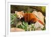 The Red Panda, Firefox or Lesser Panda-Micha Klootwijk-Framed Photographic Print