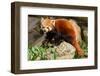 The Red Panda, Firefox or Lesser Panda-Micha Klootwijk-Framed Photographic Print