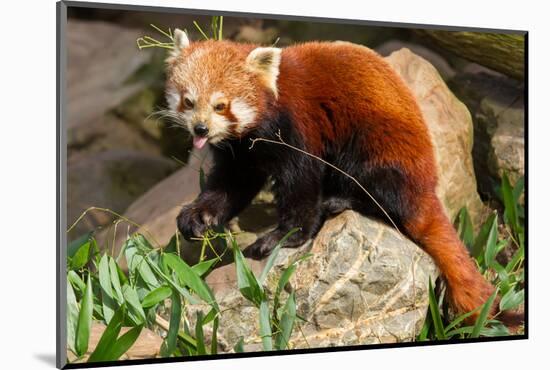 The Red Panda, Firefox or Lesser Panda-Micha Klootwijk-Mounted Photographic Print