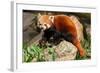 The Red Panda, Firefox or Lesser Panda-Micha Klootwijk-Framed Photographic Print