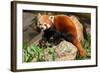 The Red Panda, Firefox or Lesser Panda-Micha Klootwijk-Framed Photographic Print