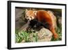 The Red Panda, Firefox or Lesser Panda-Micha Klootwijk-Framed Photographic Print