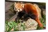 The Red Panda, Firefox or Lesser Panda-Micha Klootwijk-Mounted Photographic Print