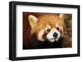 The Red Panda, Firefox-silver-john-Framed Photographic Print
