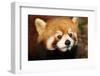 The Red Panda, Firefox-silver-john-Framed Photographic Print