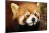The Red Panda, Firefox-silver-john-Mounted Photographic Print