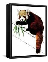 The Red Panda on White, 2020, (Pen and Ink)-Mike Davis-Framed Stretched Canvas