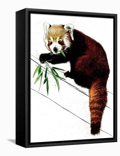 The Red Panda on White, 2020, (Pen and Ink)-Mike Davis-Framed Stretched Canvas