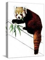 The Red Panda on White, 2020, (Pen and Ink)-Mike Davis-Stretched Canvas