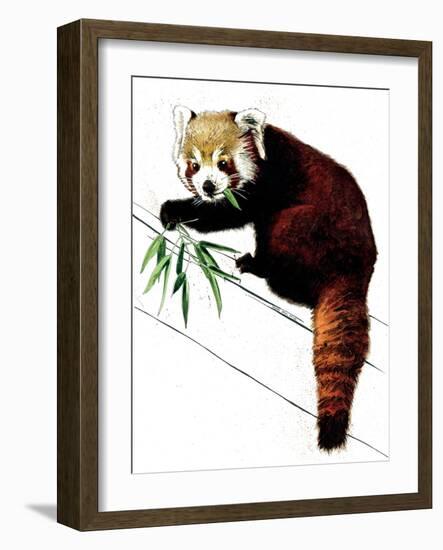 The Red Panda on White, 2020, (Pen and Ink)-Mike Davis-Framed Giclee Print