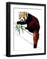 The Red Panda on White, 2020, (Pen and Ink)-Mike Davis-Framed Giclee Print
