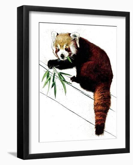 The Red Panda on White, 2020, (Pen and Ink)-Mike Davis-Framed Giclee Print