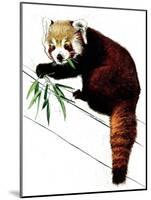 The Red Panda on White, 2020, (Pen and Ink)-Mike Davis-Mounted Giclee Print