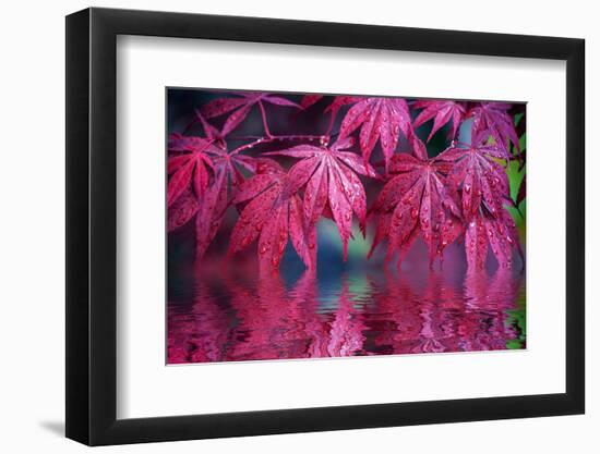 The Red Reflection-Philippe Sainte-Laudy-Framed Photographic Print