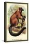 The Red-Ruffed Lemur-Sir William Jardine-Stretched Canvas