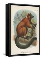 The Red-Ruffed Lemur-null-Framed Stretched Canvas