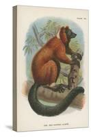 The Red-Ruffed Lemur-null-Stretched Canvas