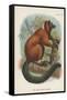 The Red-Ruffed Lemur-null-Framed Stretched Canvas