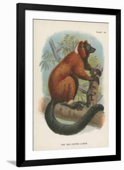 The Red-Ruffed Lemur-null-Framed Giclee Print