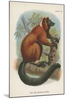 The Red-Ruffed Lemur-null-Mounted Giclee Print