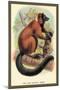 The Red-Ruffed Lemur-Sir William Jardine-Mounted Art Print