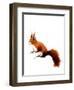 The Red Squirrel on White, 2019, (Pen and Ink)-Mike Davis-Framed Giclee Print