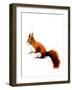 The Red Squirrel on White, 2019, (Pen and Ink)-Mike Davis-Framed Giclee Print