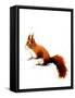 The Red Squirrel on White, 2019, (Pen and Ink)-Mike Davis-Framed Stretched Canvas