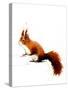 The Red Squirrel on White, 2019, (Pen and Ink)-Mike Davis-Stretched Canvas