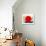 The Red Sun-Joan Miro-Art Print displayed on a wall