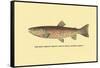 The Red Throat Trout-H.h. Leonard-Framed Stretched Canvas