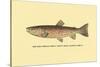 The Red Throat Trout-H.h. Leonard-Stretched Canvas