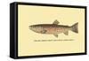 The Red Throat Trout-H.h. Leonard-Framed Stretched Canvas