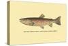 The Red Throat Trout-H.h. Leonard-Stretched Canvas