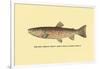 The Red Throat Trout-H.h. Leonard-Framed Art Print