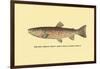 The Red Throat Trout-H.h. Leonard-Framed Art Print