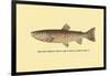 The Red Throat Trout-H.h. Leonard-Framed Art Print