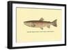 The Red Throat Trout-H.h. Leonard-Framed Art Print