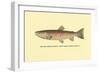 The Red Throat Trout-H.h. Leonard-Framed Art Print