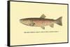 The Red Throat Trout-H.h. Leonard-Framed Stretched Canvas