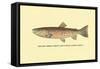 The Red Throat Trout-H.h. Leonard-Framed Stretched Canvas