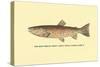 The Red Throat Trout-H.h. Leonard-Stretched Canvas