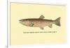 The Red Throat Trout-H.h. Leonard-Framed Art Print