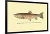 The Red Throat Trout-H.h. Leonard-Framed Art Print